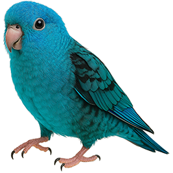 Lineolated Parakeet